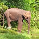 Wild Elephant With Mouth Injury Dies Near Tamil Nadu-Kerala Border